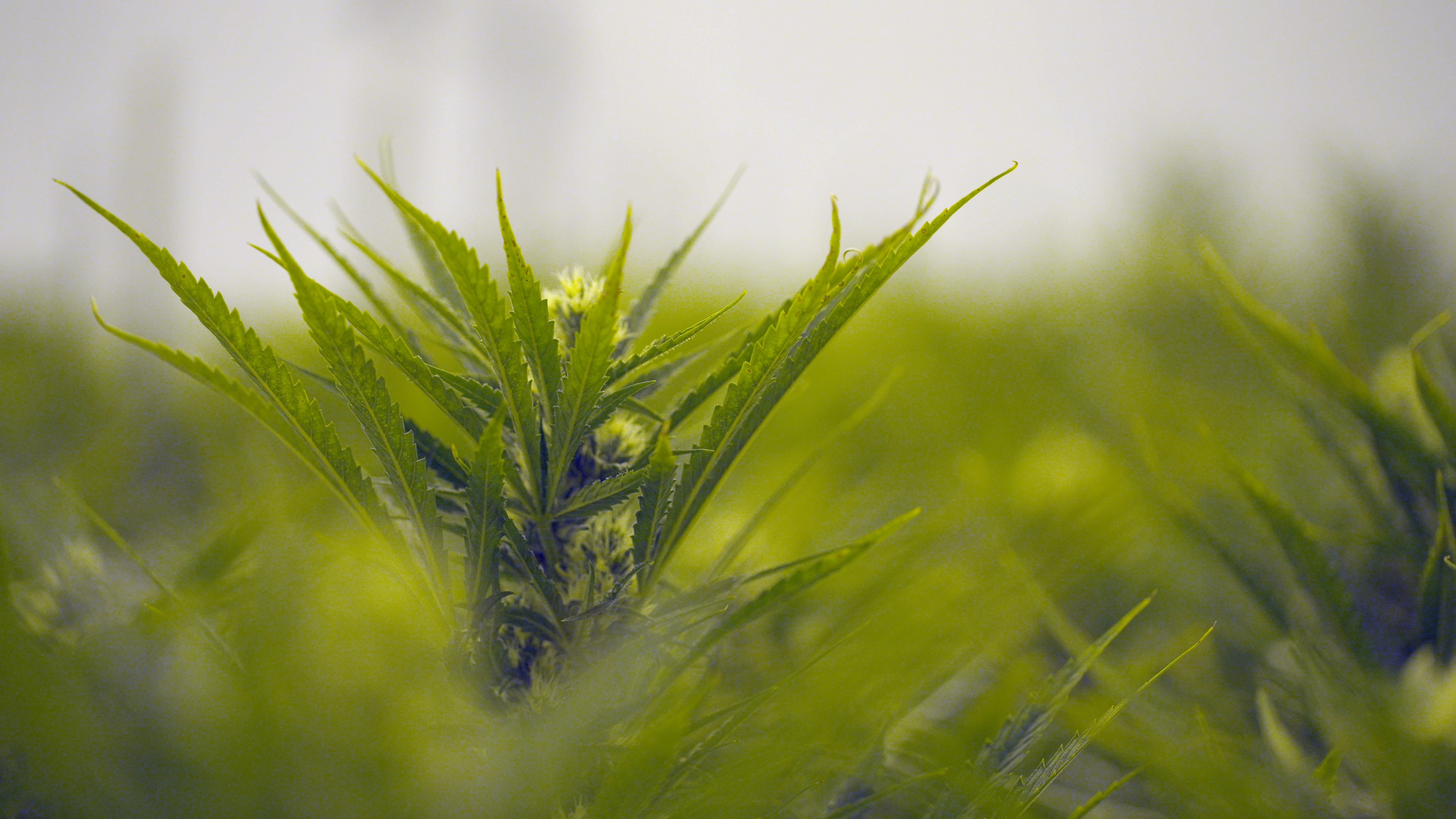 cannabis_07_lut